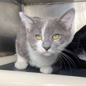 Jambalaya -  Domestic Short Hair Cat for Adoption in Roanoke, Virginia - Jambalaya | PetCurious