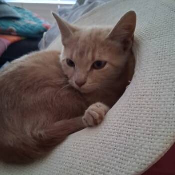 Rescue Domestic Short Hair Cats for Adoption in Melbourne, Kentucky - Garfield | PetCurious