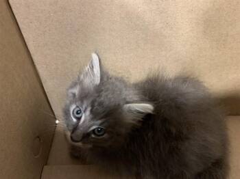 PAT -  Domestic Short Hair Cat for Adoption in Grand Prairie, Texas - PAT | PetCurious