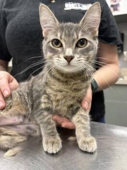 Domestic Short Hair Cats Available for Adoption in Palm Coast, Florida - Beyonce | PetCurious