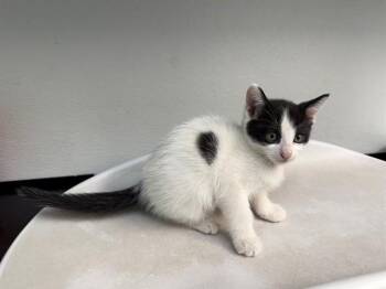 LUCY LOUD -  Domestic Short Hair Cat for Adoption in Antioch, California - LUCY LOUD | PetCurious