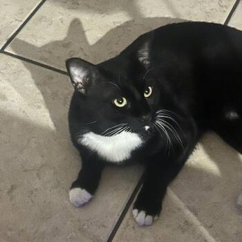 Meow-Sieur -  Domestic Short Hair Cat for Adoption in Las Vegas, Nevada - Meow-Sieur | PetCurious