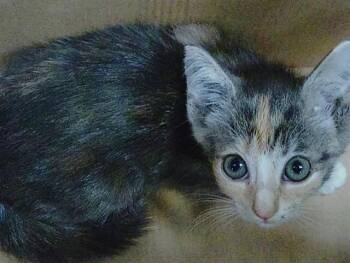 A2480931 -  Domestic Short Hair Cat for Adoption in Fort Lauderdale, Florida - A2480931 | PetCurious