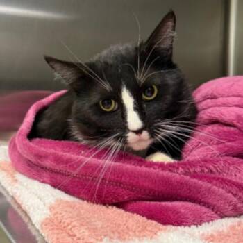 Domestic Short Hair Cats Available for Adoption in Los Angeles, California - Niccolo | PetCurious