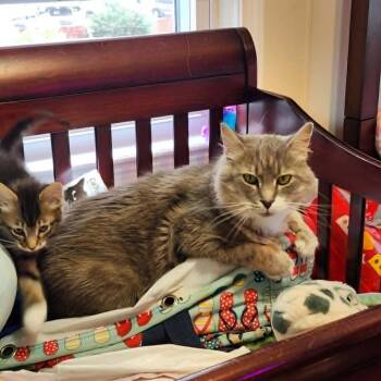 Gracie -  Domestic Medium Hair Cat Available for Adoption in Reisterstown, Maryland - Gracie | PetCurious
