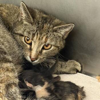Oops... I Did It Again -  Domestic Short Hair Cat for Adoption in Rocky Mount, Virginia - Oops... I Did It Again | PetCurious