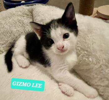 GIZMO LEE -  Tabby Cat for Adoption in Elgin, South Carolina - GIZMO LEE | PetCurious