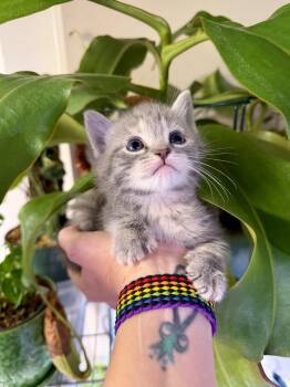 Foxy Meeps -  Domestic Short Hair Cat for Adoption in Beaverton, Oregon - Foxy Meeps | PetCurious
