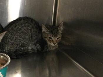 Domestic Short Hair Cats Available for Adoption in Thousand Palms, California - A1918926 | PetCurious