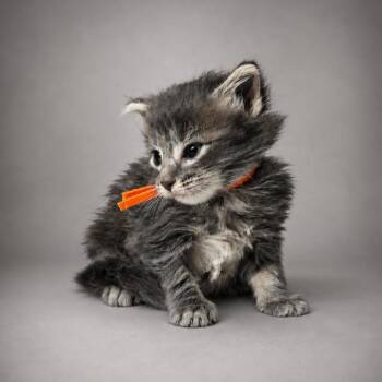 Americano (Orange Collar) -  Domestic Medium Hair Cat for Adoption in Newport, Tennessee - Americano (Orange Collar) | PetCurious