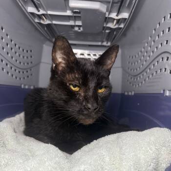 Rescue Domestic Short Hair Cats for Adoption - Dunkin | PetCurious