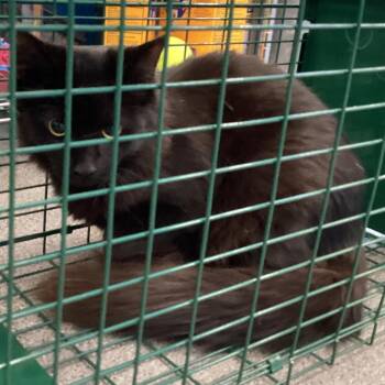 McCrory -  Domestic Medium Hair Cat for Adoption in Montgomery, Alabama - McCrory | PetCurious