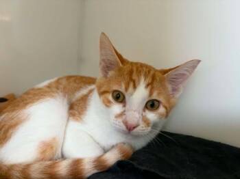 PISSENLITS -  Domestic Short Hair Cat for Adoption in Delson, Quebec - PISSENLITS | PetCurious