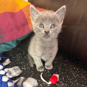Wrenley C11413 -  Domestic Short Hair Cat for Adoption - Wrenley C11413 | PetCurious