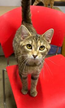 Willa -  Domestic Short Hair Cat for Adoption in Portland, Indiana - Willa | PetCurious