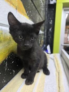 Harvey -  Domestic Short Hair Cat for Adoption in Savannah, Georgia - Harvey | PetCurious
