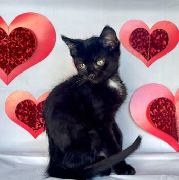 Domestic Short Hair Cats Available for Adoption - Yukio | PetCurious