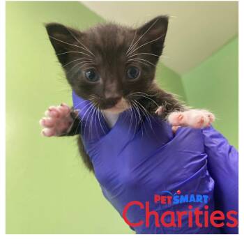 Piglet -  Domestic Short Hair Cat Available for Adoption in St. Helena, California - Piglet | PetCurious