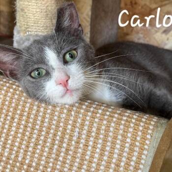 Carlos -  Domestic Short Hair Cat for Adoption in Waldorf, Maryland - Carlos | PetCurious