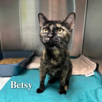 Betsy -  Domestic Short Hair Cat for Adoption in Oak Ridge, Tennessee - Betsy | PetCurious