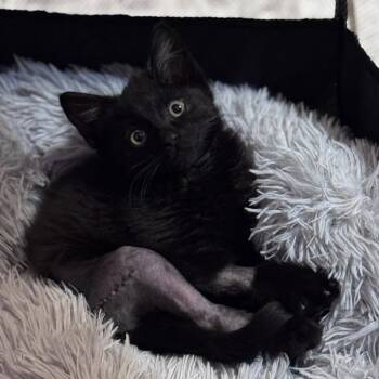 Friend -  Domestic Short Hair Cat for Adoption in Middletown, Ohio - Friend | PetCurious