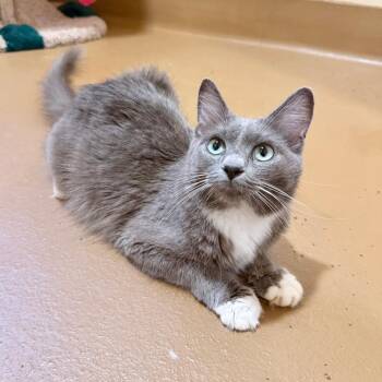 Cleo -  Domestic Short Hair Cat for Adoption in Agoura Hills, California - Cleo | PetCurious