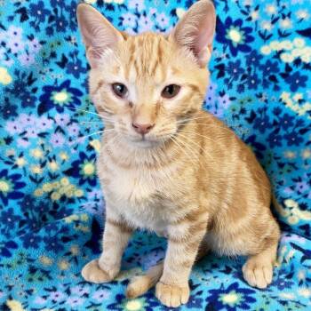 Rescue Domestic Short Hair Cats for Adoption in Mt. Juliet, Tennessee - Hoodie | PetCurious