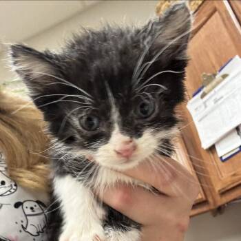 Arnez - 042904U -  Domestic Short Hair Cat for Adoption in Tupelo, Mississippi - Arnez - 042904U | PetCurious