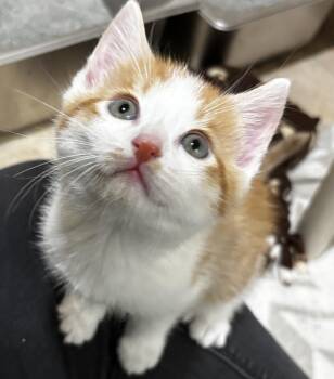 Rescue Domestic Short Hair Cats for Adoption in Irondequoit, New York - Cardinal | PetCurious