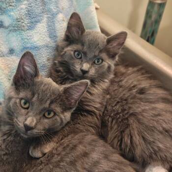 Domestic Medium Hair Cats Available for Adoption in West Olive, Michigan - Stormy | PetCurious