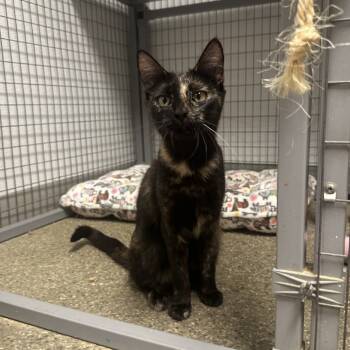 Rescue Domestic Short Hair Cats for Adoption in Blue Ridge, Georgia - Slinky | PetCurious