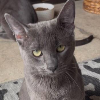 Castiel -  Domestic Short Hair Cat Available for Adoption - Castiel | PetCurious