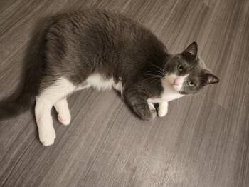 Jade Boots -  Domestic Short Hair and Tuxedo Cat for Adoption in Chandler, Arizona - Jade Boots | PetCurious