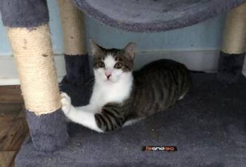 Rescue Domestic Short Hair Cats for Adoption in Russellville, Kentucky - Rodney | PetCurious