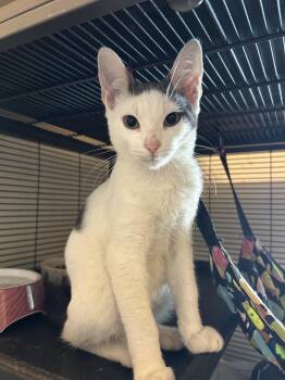 Mr. Tofu -  Domestic Short Hair Cat for Adoption in Homestead, Florida - Mr. Tofu | PetCurious