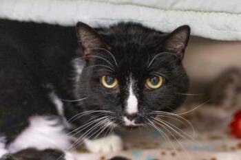Oreo -  Domestic Short Hair Cat for Adoption in Woodbury, Minnesota - Oreo | PetCurious