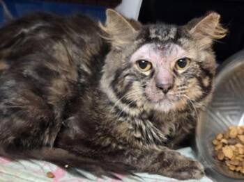 Feldspar -  Domestic Short Hair Cat for Adoption in Westland, Michigan - Feldspar | PetCurious