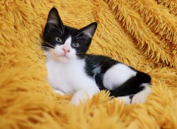 Tuxedo Cats Available for Adoption - Hawk | PetCurious