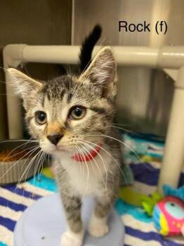 Rock -  Domestic Short Hair Cat for Adoption in Hobart, Indiana - Rock | PetCurious