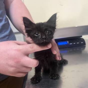 Stormy -  Domestic Short Hair Cat for Adoption in Monroe, Louisiana - Stormy | PetCurious