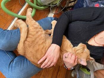 Rescue Domestic Short Hair Cats for Adoption in New York, New York - Ed Sheeran | PetCurious