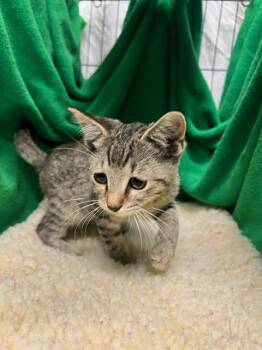 Rescue Domestic Short Hair Cats for Adoption in Winter Haven, Florida - PLUM | PetCurious