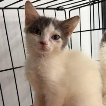 Moray -  Domestic Short Hair Cat for Adoption in Columbia, South Carolina - Moray | PetCurious