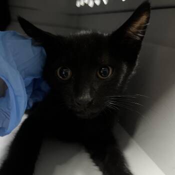 Alfonso @ Pet Supermarket on Bacons Bridge Rd. -  Domestic Short Hair Cat for Adoption in Summerville, South Carolina - Alfonso @ Pet Supermarket On Bacons Bridge Rd. | PetCurious
