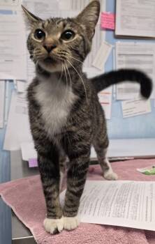 Caramel Pizookie -  Domestic Short Hair Cat for Adoption in Roseville, California - Caramel Pizookie | PetCurious