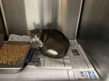GEODE -  Domestic Short Hair Cat for Adoption in Rowlett, Texas - GEODE | PetCurious