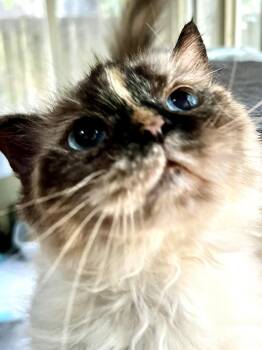 Lilly -  Himalayan Cat for Adoption in Ladson, South Carolina - Lilly | PetCurious