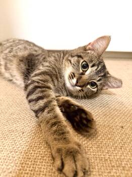 Rescue Domestic Short Hair Cats for Adoption in Orange, California - Jasper | PetCurious