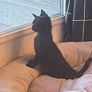 Thumblina aka Lina -  Domestic Short Hair Cat for Adoption in Austin, Texas - Thumblina Aka Lina | PetCurious