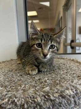 Rescue Domestic Short Hair Cats for Adoption in Chambersburg, Pennsylvania - Noah | PetCurious